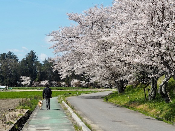 桜満開♪　滋賀への旅　後編_a0232774_11504199.jpg