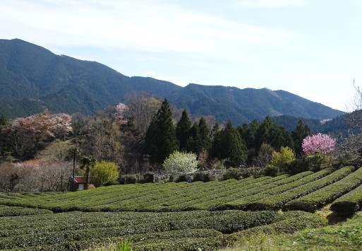 桜　桜　桜に遭遇　三重県美杉で_b0159780_02151244.jpg