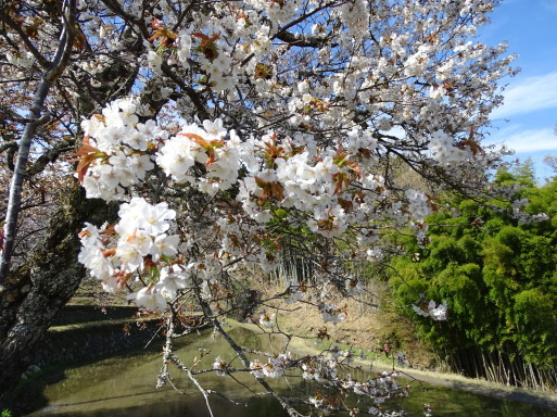 桜　桜　桜に遭遇　三重県美杉で_b0159780_02160722.jpg