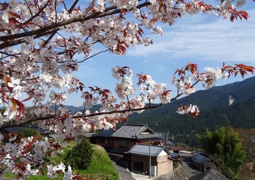 桜　桜　桜に遭遇　三重県美杉で_b0159780_02163240.jpg