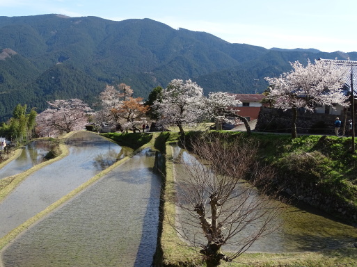 桜　桜　桜に遭遇　三重県美杉で_b0159780_02184329.jpg