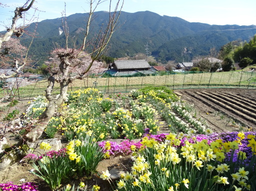 桜　桜　桜に遭遇　三重県美杉で_b0159780_02202827.jpg