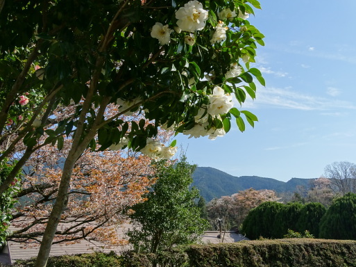 桜　桜　桜に遭遇　三重県美杉で_b0159780_02230287.jpg