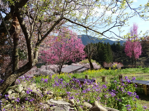 桜　桜　桜に遭遇　三重県美杉で_b0159780_02233077.jpg