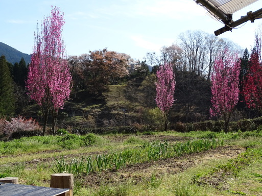 桜　桜　桜に遭遇　三重県美杉で_b0159780_02242038.jpg