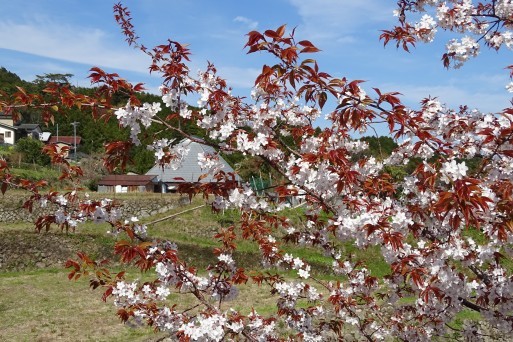 桜　桜　桜に遭遇　三重県美杉で_b0159780_02300963.jpg