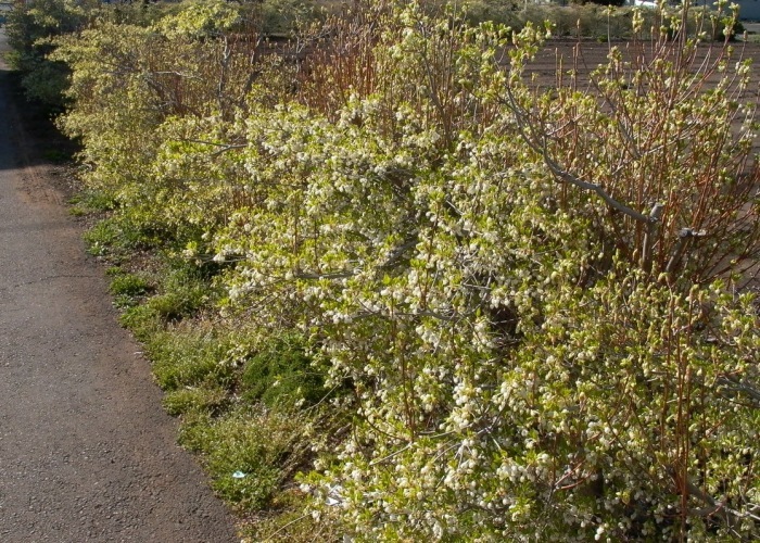 e0165983_10000651.jpg