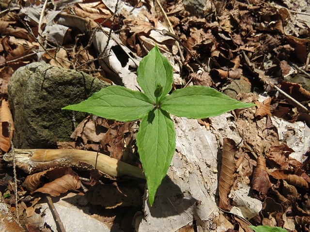 f0357487_10570022.jpg