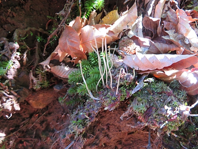 藤河内渓谷、観音滝、立松谷から木山内岳。_f0357487_11034987.jpg