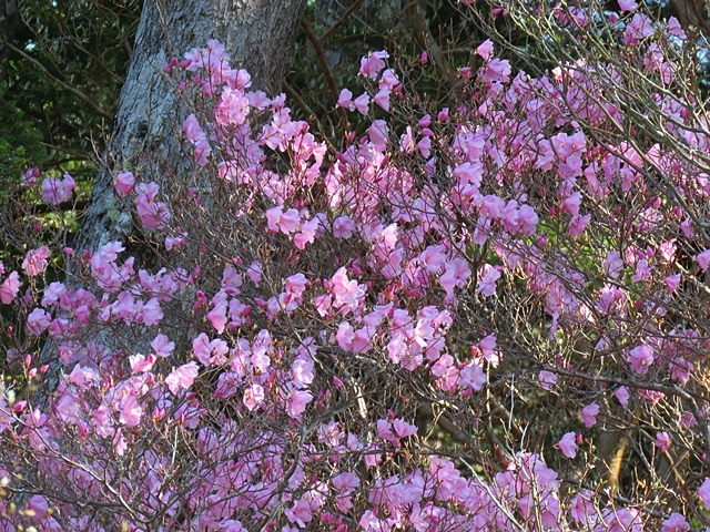 藤河内渓谷、観音滝、立松谷から木山内岳。_f0357487_11384580.jpg