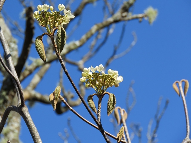f0357487_11412106.jpg