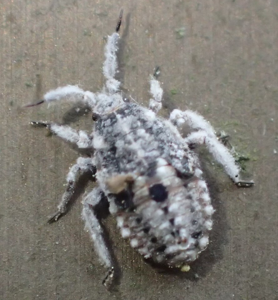 カイガラツヤカスミカメの幼虫 Cimidaeorus Hasegawai 写ればおっけー コンデジで虫写真