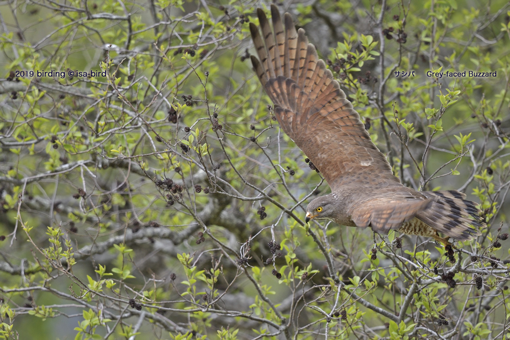 FIRST ROUND Grey-faced Buzzard_d0164892_21395467.jpg