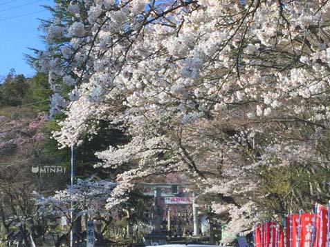 桜前線が白河市にも到達しました♪(*^▽^*)_c0140599_13295474.jpg