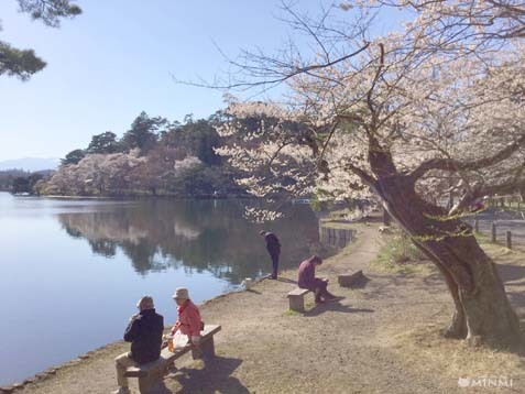 桜前線が白河市にも到達しました♪(*^▽^*)_c0140599_13303342.jpg
