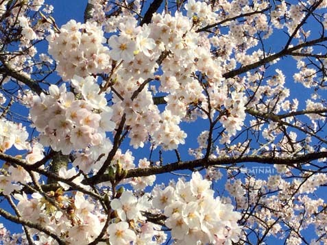 桜前線が白河市にも到達しました♪(*^▽^*)_c0140599_13305843.jpg