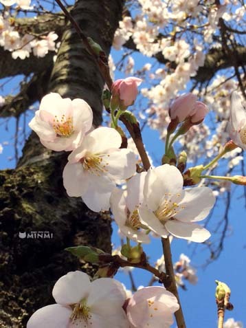 桜前線が白河市にも到達しました♪(*^▽^*)_c0140599_13324595.jpg