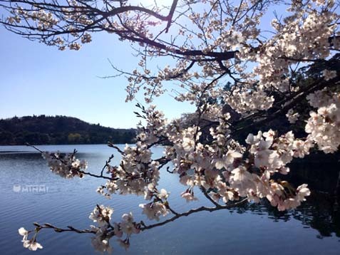 桜前線が白河市にも到達しました♪(*^▽^*)_c0140599_14021517.jpg