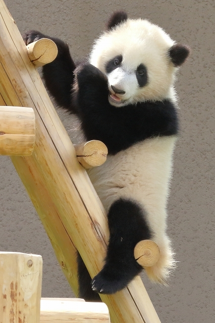 彩ちゃんはパンダの女の子 その１ 梯子が大好き 旅プラスの日記