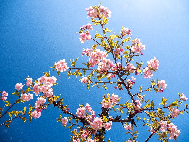 2019年　庭の桜_c0008502_22174848.jpg