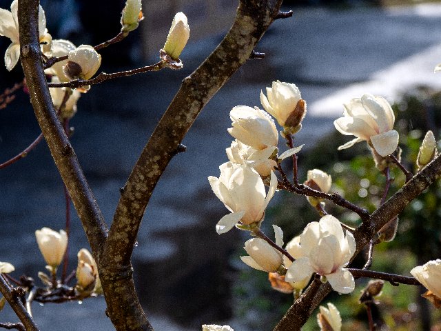 2019年　庭の桜_c0008502_22303682.jpg