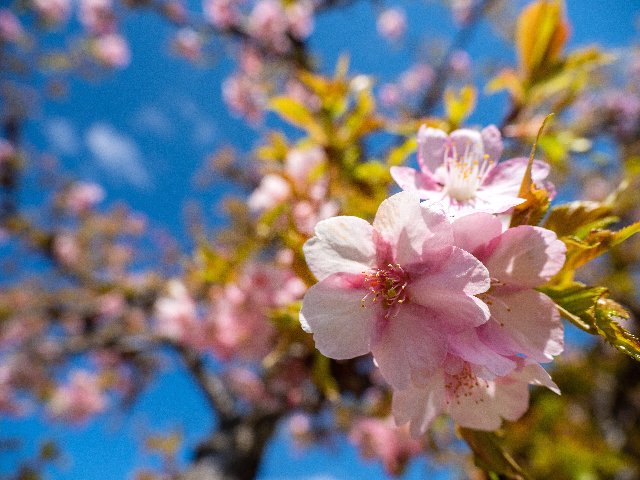 2019年　庭の桜_c0008502_22433365.jpg