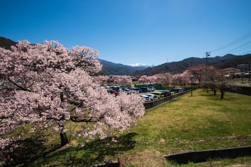 可憐な桜 タカトオコヒガンを愛でる山歩き～2019年4月 高遠五郎山_d0372906_18532076.jpg