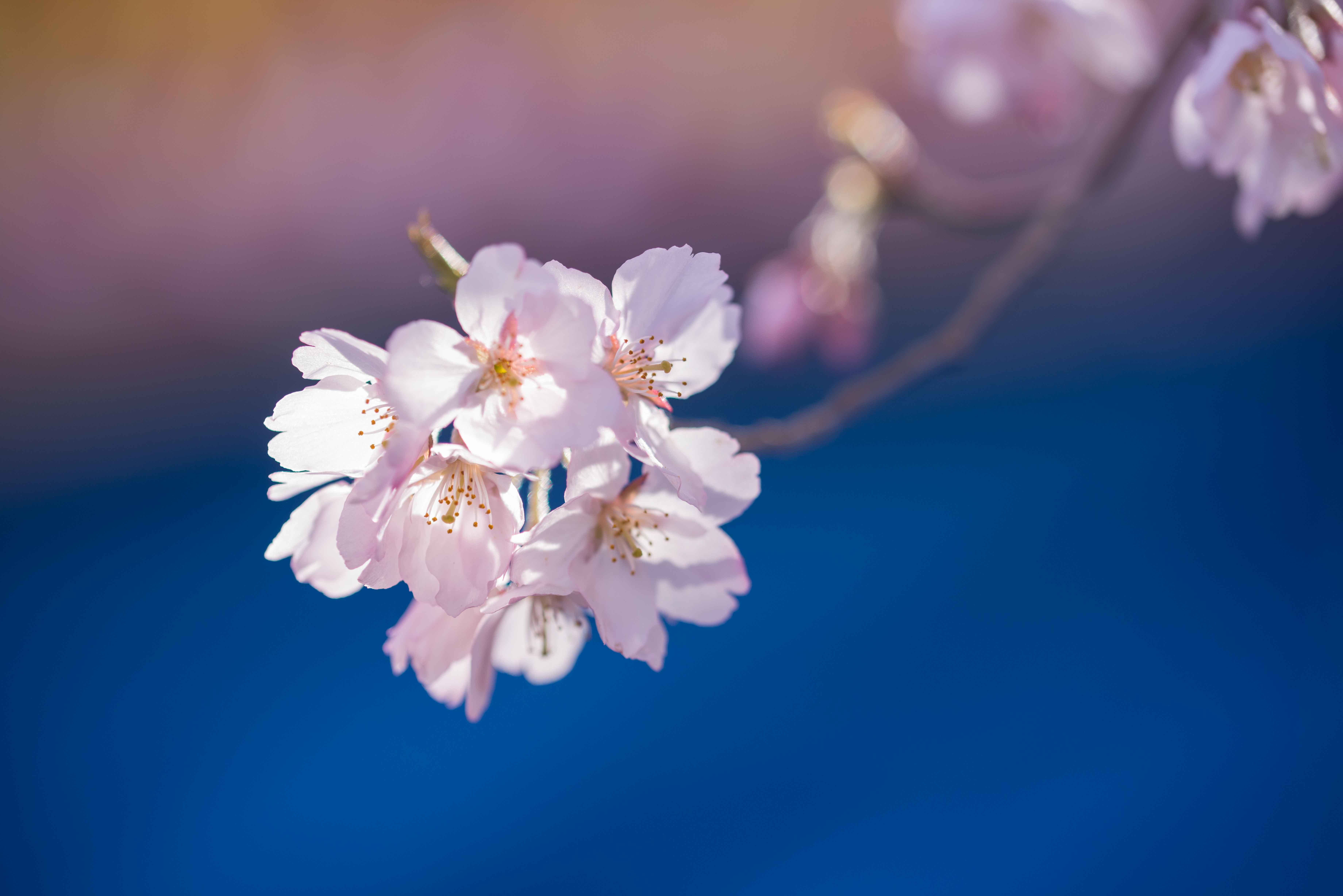 可憐な桜 タカトオコヒガンを愛でる山歩き～2019年4月 高遠五郎山_d0372906_20464247.jpg