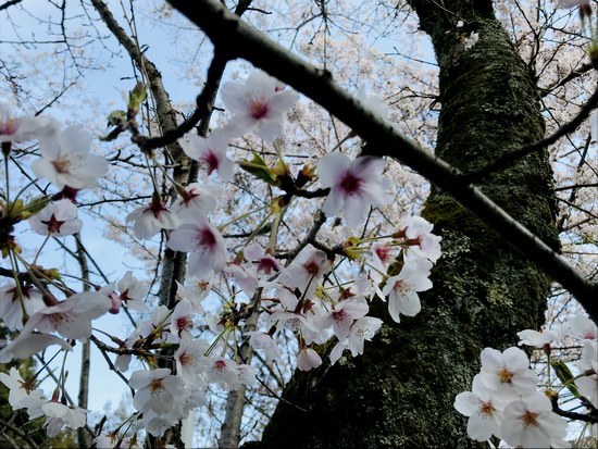 平成最後 満開の桜から?!2019年5月~新元号「令和」のR年へ_f0221708_18555578.jpg