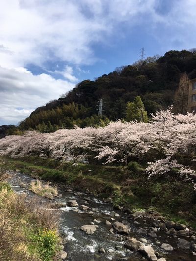 湯河原の桜も満開です_e0234016_17160629.jpg
