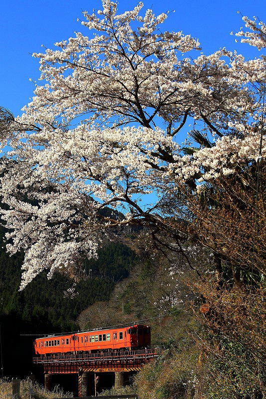 19年4月13日 桜咲く播但線 ローカル無人駅