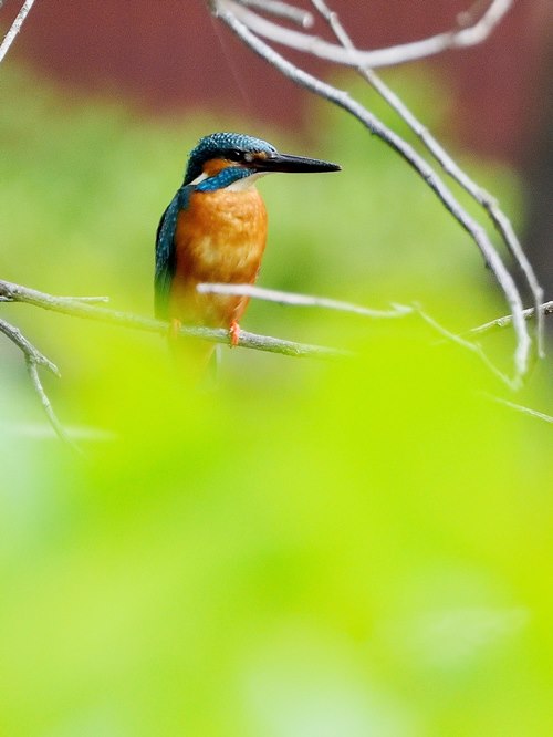 初夏のような気温だったが夏鳥なし　カワセミの別カップル現る　2019/4/18 in Tokyo_d0129921_2314625.jpg