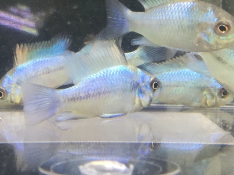 190418 熱帯魚 金魚 めだか 水草_f0189122_13545480.jpeg