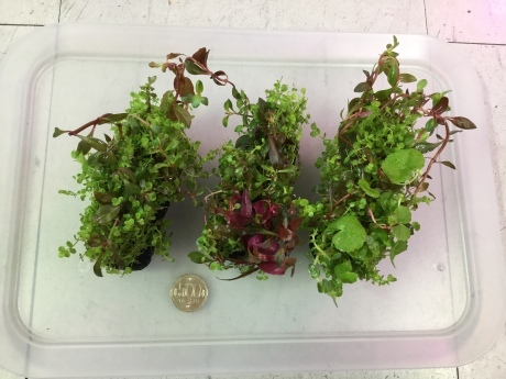 190418 熱帯魚 金魚 めだか 水草_f0189122_14194381.jpeg