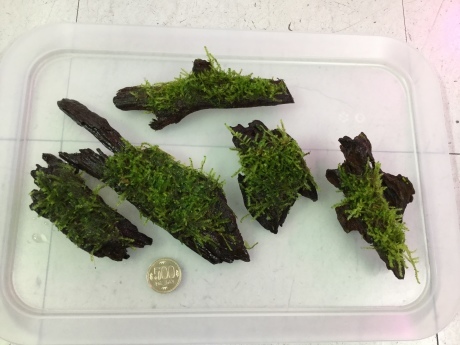 190418 熱帯魚 金魚 めだか 水草_f0189122_15270138.jpeg