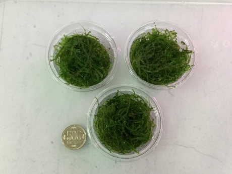 190418 熱帯魚 金魚 めだか 水草_f0189122_15342406.jpeg