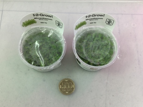 190418 熱帯魚 金魚 めだか 水草_f0189122_15431613.jpeg
