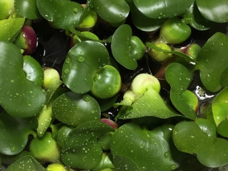 190418 熱帯魚 金魚 めだか 水草_f0189122_15532653.jpeg