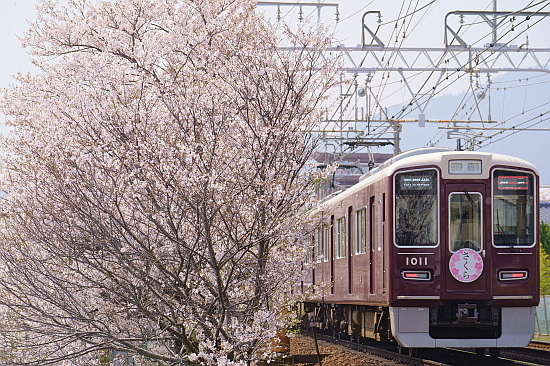 4月7日 阪急と嵐電の桜を愛でる_f0037227_20281356.jpg