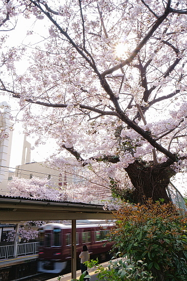 4月7日 阪急と嵐電の桜を愛でる_f0037227_20283977.jpg