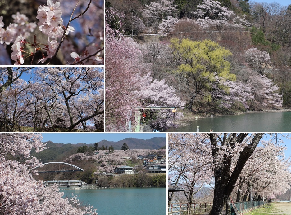 花見その2高遠の桜は満開。_a0212730_22301284.jpg