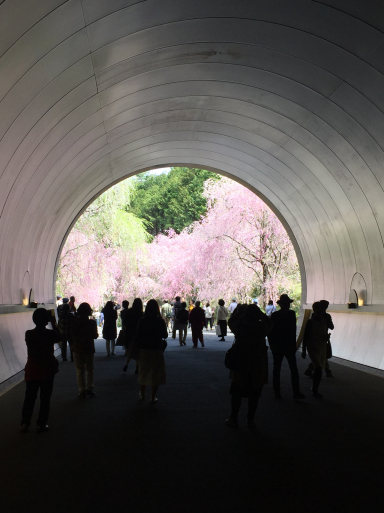 ミホミュージアムの桜と茶碗_c0223630_19023521.jpg