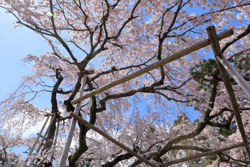 醍醐寺の桜_b0325840_22515386.jpg