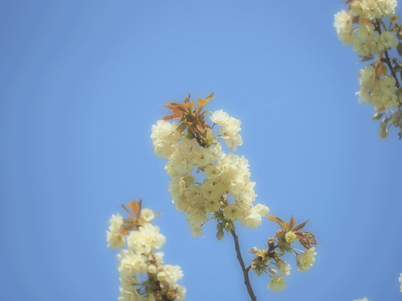 d0290240_11073122.gif