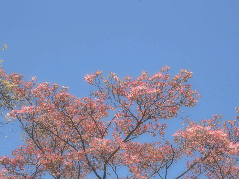 d0290240_11075721.gif
