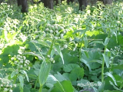 花散歩:鶯神楽、山吹、それから・・・_b0255144_01293086.jpg