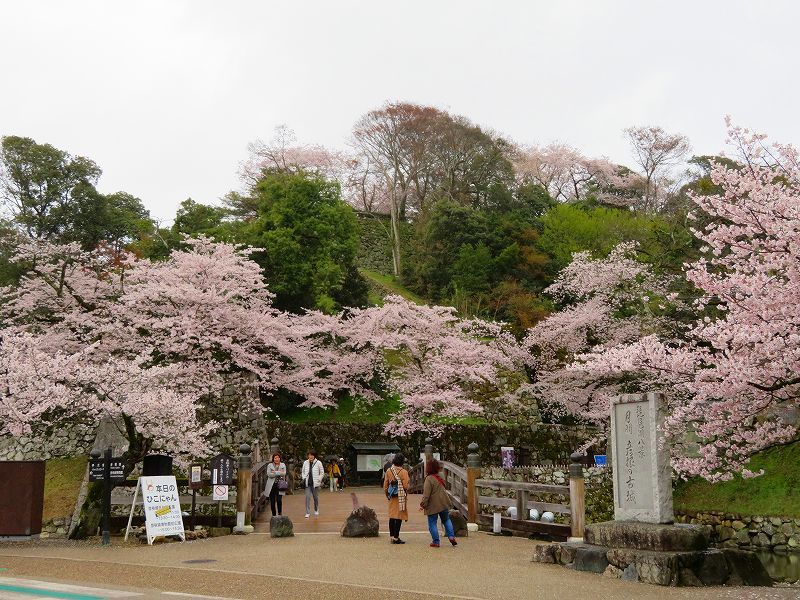 桜がきれいな彦根城(国宝)を散策20190410_e0237645_21080648.jpg