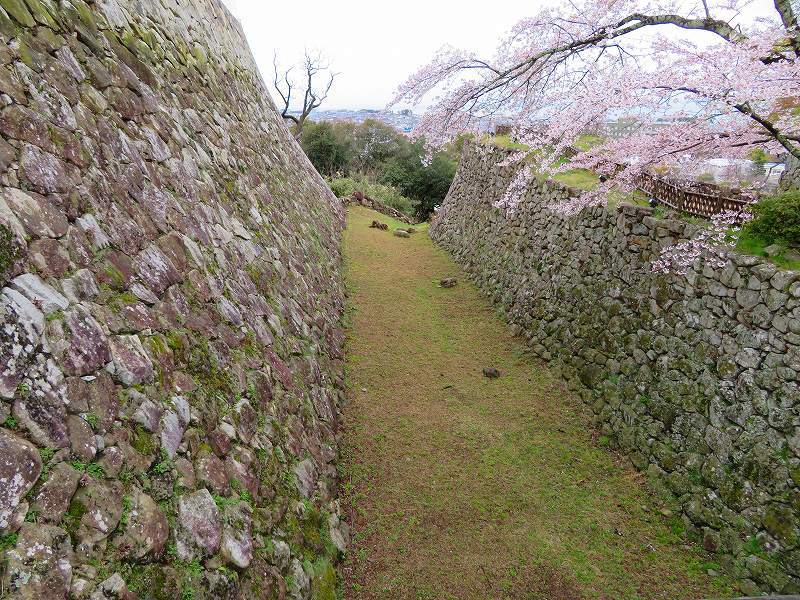 桜がきれいな彦根城(国宝)を散策20190410_e0237645_21095079.jpg