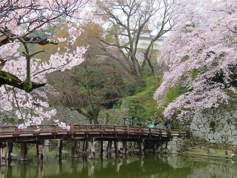 桜がきれいな彦根城(国宝)を散策20190410_e0237645_21095095.jpg
