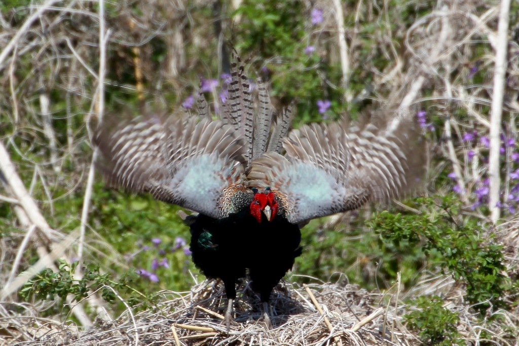 日本の国鳥キジの雄叫び t hの野鳥写真 日本の国鳥キジの雄叫び t hの野鳥写真